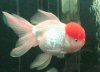 redcap_oranda2.jpg