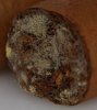 cigar+mold+closeup.jpg