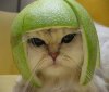 lime-cat[1].jpg