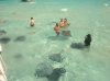 stingray city 2.jpg