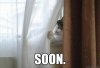 7-soon-funny-cat-stalking-you.jpg