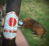 Rocky Patel Sun Grown.JPG