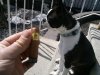 B-day cigar with the dog '11.jpg