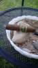 cigar review pics oliva habano 006.jpg