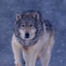 lonewolf