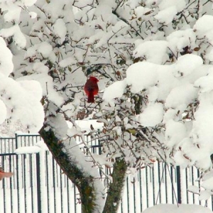 Record Snow Day 2-11-2010