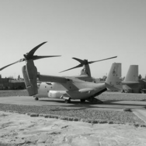 osprey about to take off