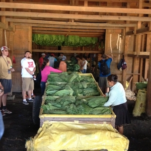 Fresh tobacco leaves arriving in the curing barn