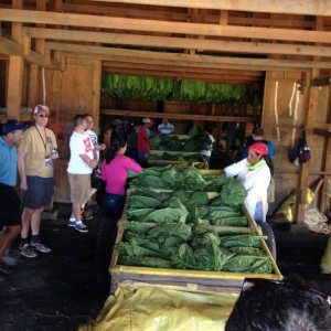 Fresh tobacco leaves arriving in the curing barn