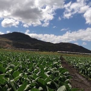 Padron tobacco farm