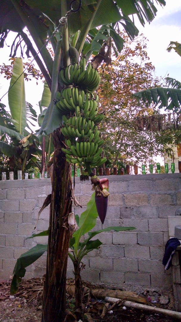 Banana Tree