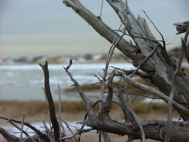 Drift wood