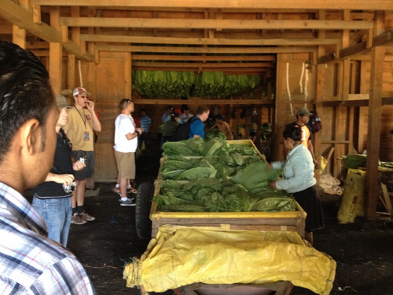 Fresh tobacco leaves arriving in the curing barn