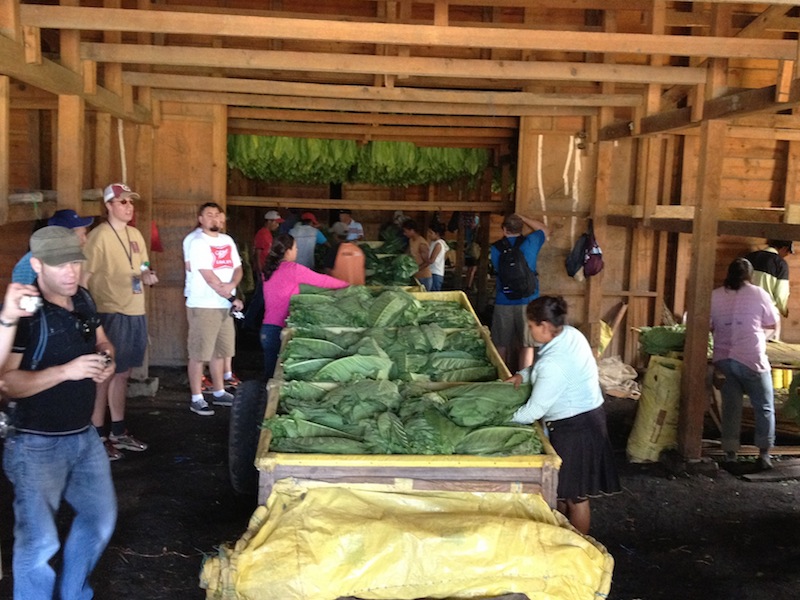 Fresh tobacco leaves arriving in the curing barn