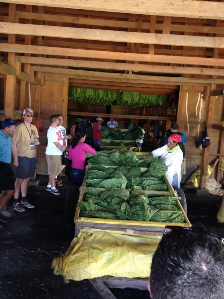 Fresh tobacco leaves arriving in the curing barn