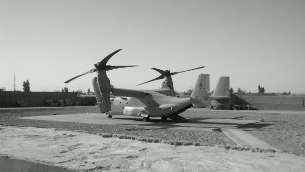 osprey about to take off