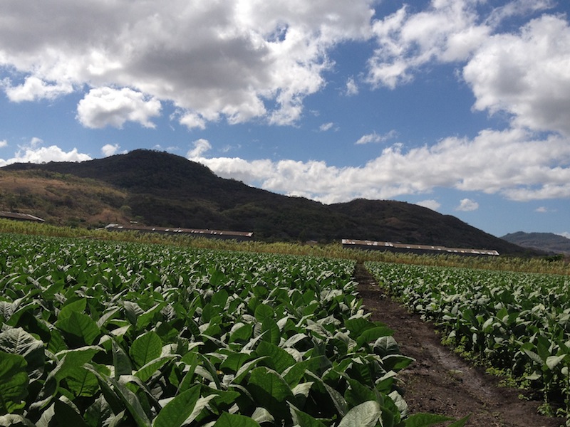 Padron tobacco farm