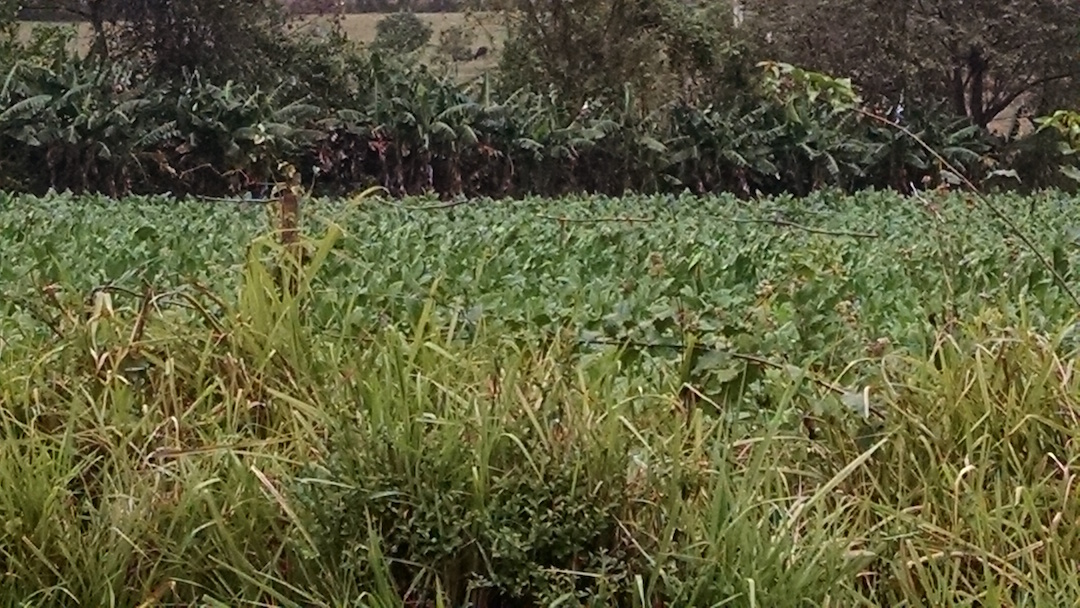 Tobacco Farm - Close-up Photo NOT Allowed