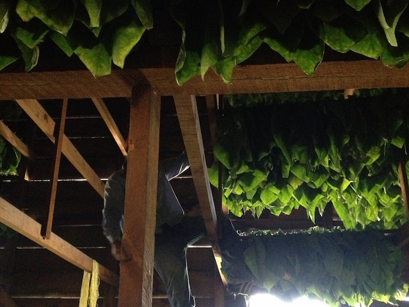 Tobacco leaves hanging in a Padron barn