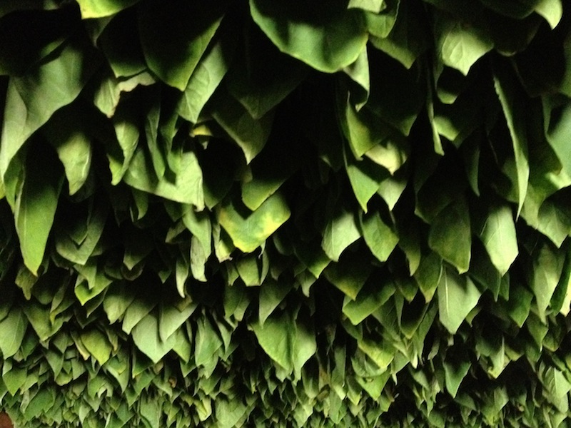 Tobacco leaves hanging in a Padron barn